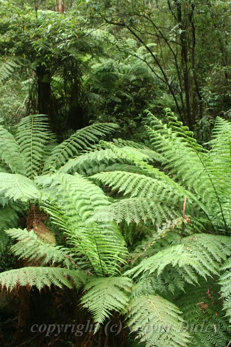 Tree ferns, Sherbrook Park.JPG